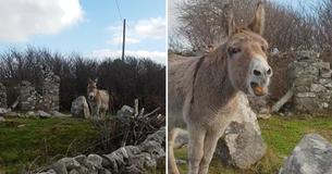 Donkey Thanks Kind Man Who Brings Her Treats Every Day By "Singing" Him A Beautiful Opera Number