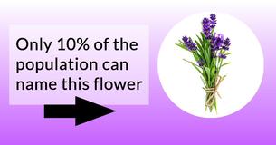 Nobody Can Name All 19 Of These Common Flowers
