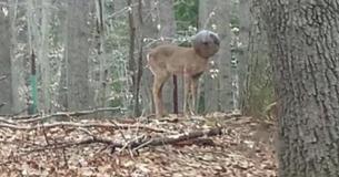 Man ziet vreemd dier in het bos achter zijn huis - realiseert dat het een hert is dat dringend hulp nodig heeft