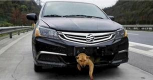 Man rijdt hond aan op snelweg zonder het door te hebben - 300 km later hoort hij vaag geblaf van onder de auto
