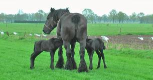 This Footage, Captured Days After Horse Gave Birth To A Unique Set Of Twins, Has Left Everyone Awestruck