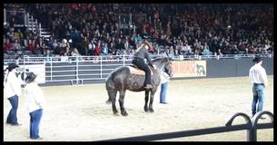 Paard hoort haar favoriete liedje en knikt naar eigenaar - publiek staat versteld