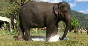 Elephant Stomps On Sprinklers To Create Personal Sprinklers And Wins The Everyone's Hearts