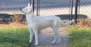 This Blind & Deaf Dog Sensed Her Dad Coming Home And Their Heartwarming Reunion Has The Internet In Tears