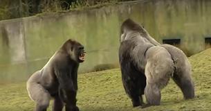 Gorilla van 1,80 meter wordt gefilmd door dierentuinmedewerkers en de beelden gaan viral