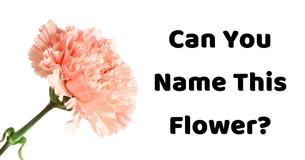 Only 3% Of Women Can Name The 20 Most Common Flowers Just By Looking At Them
