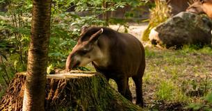 Welche Tiere kennst Du?
