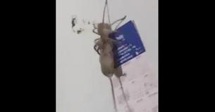 Un homme trouve une énorme araignée portant une souris sur le côté de son frigo