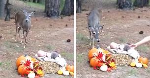 Un cerf s'est pointé à la séance photo d'un nouveau-né et l'a transformée en un conte de fées