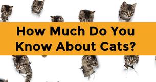 How Much Do You Know About Cats?