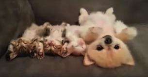 When Kittens Fall Asleep Next To A Puppy, She Comes Up With A Foolproof Plan Not To Wake Them