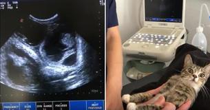 La réaction de la chatte enceinte est inestimable quand elle voit les résultats de son échographie 