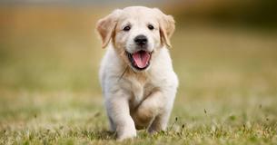 How Long Will Your Dog Live? That May Depend On The Color Of Its Fur 
