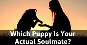 Which Puppy Is Your Actual Soulmate?