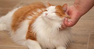 Darum schnurrt Deine Katze