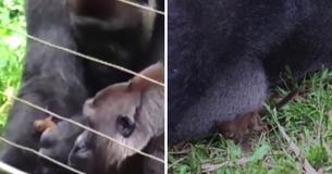 Giant Gorilla Forms Unlikely Friendship With The Cutest Little Bush Baby