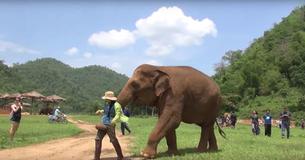 Geredde olifant onderbreekt de verzorger om slaapliedje voor babykalfje aan te vragen