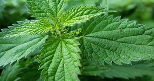 This Is Why You Should Consume Nettle Leaves