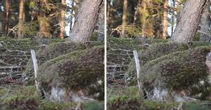 Les gens paniquent devant la vidéo virale d'une "forêt qui respire"