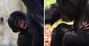 Chimpanzee From Near Extinct Species Born In Nature Reserve