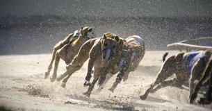 A New Ban On Greyhound Racing Means Thousands Of Dogs Need New Homes