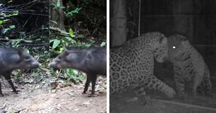 Animals Reacting To Their Reflection In Mirrors Is The Best Thing On The Internet