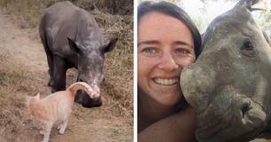 Rhino Handler Captures A Baby Rhino Playing With A Cat In This Beautiful Footage