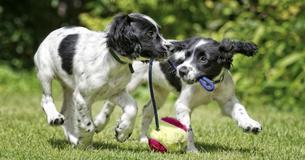 These 21 Fun Tricks Will Cause Your Dog To Be Happier And Smarter