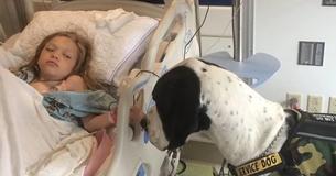 The Heartwarming Story Of How This Great Dane Helped A Little Girl To Walk Again