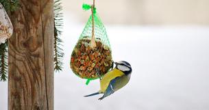 Diese häufigen Fehler bei der Winterfütterung schaden Vögel