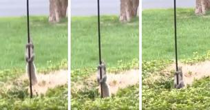 Woman Finds A Brilliant Hack To Stop Squirrel From Stealing Bird Feed