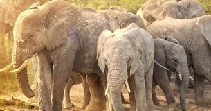 Did You Know That Elephants Have Grandmothers, Unlike The Majority Of The Rest Of The Animal Kingdom?