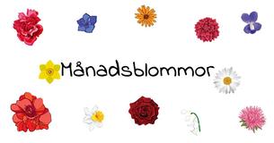 Vet du vilken din månadsblomma är? Ta reda på vad den säger om din personlighet
