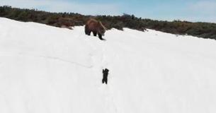 Mama Bear Refuses To Give Up, Determined To Reunite With Cub Who Keeps Slipping Down Mountain