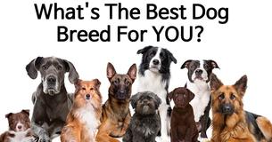What Is The Absolute Perfect Dog Breed For You?