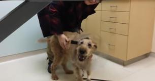 Blind Dog Gets Surgery To Restore Sight - And His Heartwarming Reaction Went Beyond Viral