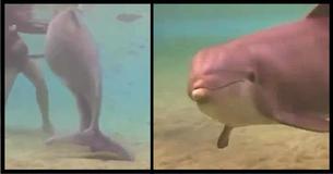Mergulhador intrigado por estranho comportamento de golfinho resolve investigar, o que ele descobriu é simplesmente impressionante