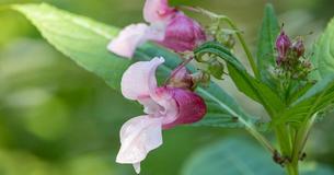 These Are The Reasons Why You Should Plant Jewel Weed Or Kamantigue In Your Garden