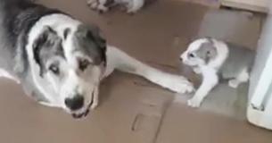 Uitgeputte moederhond is doodmoe en heeft geen idee wat ze aanmoet met haar hysterische puppy