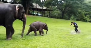 Regardez cet adorable bébé éléphant jouer et imiter un homme en train de glisser sur un terrain complètement mouillé