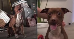 Terrified, Shaking Dog Rescued And Transforms Into Loving Pup Before Our Eyes