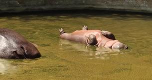 Hippo Floats Belly-Up And Everyone Thinks He's Dead - Until He Moves And Visitors Learn The Truth