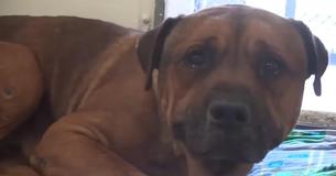 Un perrito se pone triste al darse cuenta de que ha sido abandonado y llora como un bebé