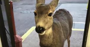 Deer Pays Gift Shop A Little Visit - Only To Return With An Adorable Surprise 
