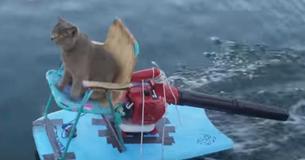 Duck Steals Cats Treats - Then The Cat Goes On Hilarious Quest For Revenge