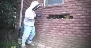 Family Requests Help With "Minor" Bee Problem, But Huge Discovery Under Bricks Shocks Them All