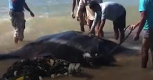 Giant Beached Manta Ray Is Surrounded By People Taking Pictures, But One Man Decides To Saves Its Life