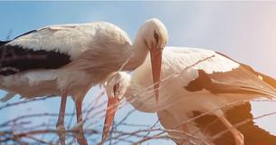 Stork Flies Thousands Of Miles Every Year Because His Injured Soulmate Can't Migrate