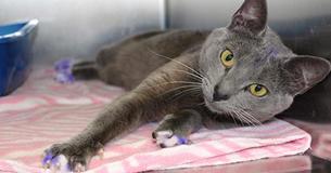 Si jamais vous voyez un chat avec les pattes peintes, emmenez-le immédiatement dans le refuge pour animaux le plus proche