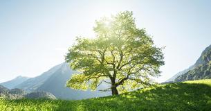 Das sagt das keltische Horoskop über Dich aus
